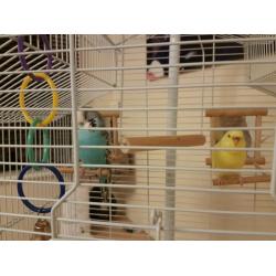 Bird budgie bird cage