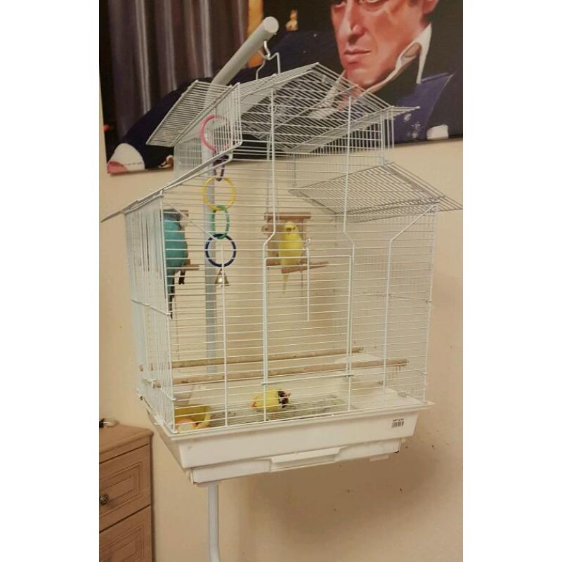 Bird budgie bird cage