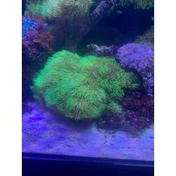 Marine corals