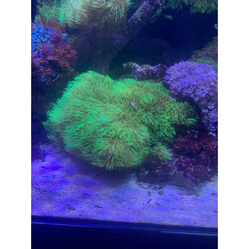 Marine corals